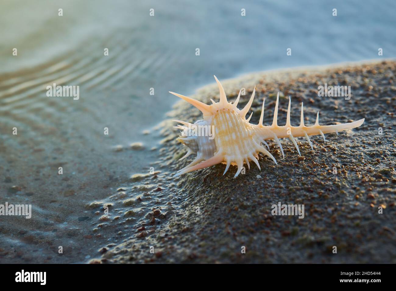 The Venus comb murex (Murex pecten) on a natural sea background with copy space. Stock Photo