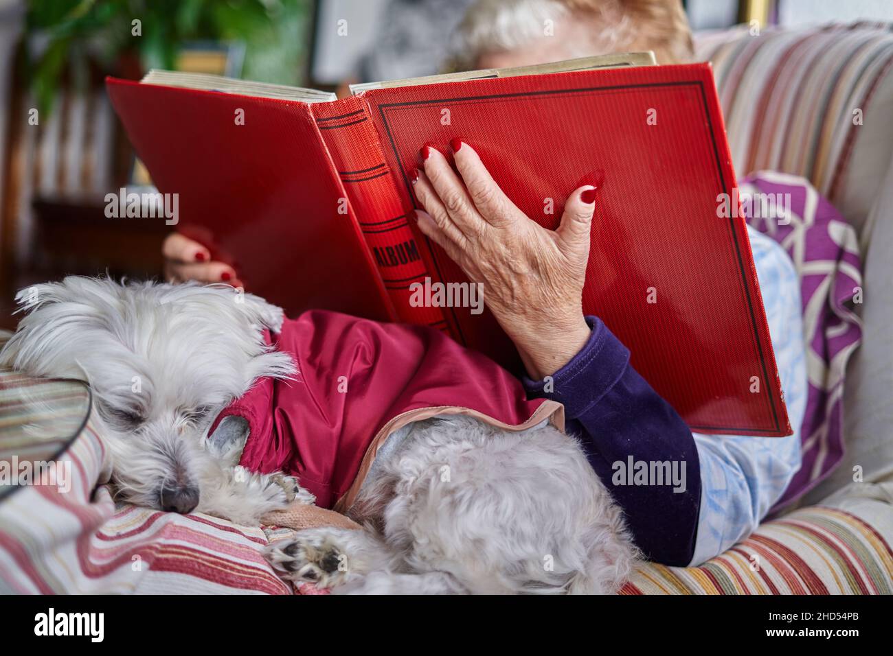 Senior Woman Looking at an Album of Photographs with Her Dog Stock Photo