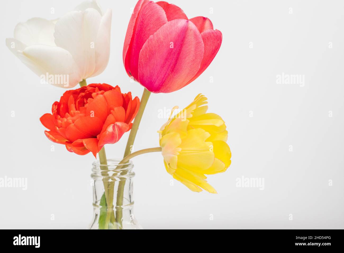 colorful tulips in clear vase with white background Stock Photo Alamy