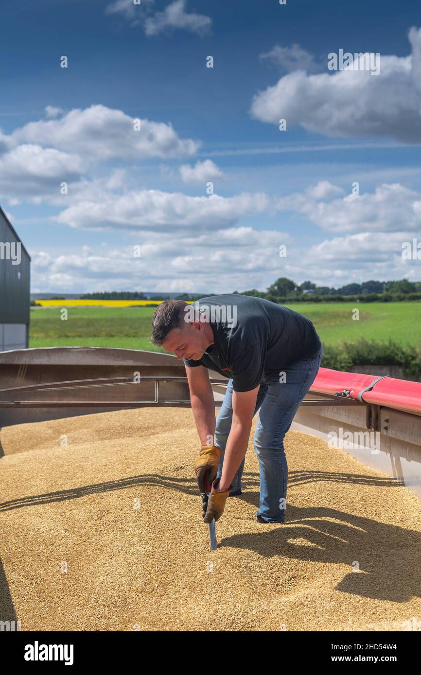 Probing a wagon load of grain to check the moisture content of the load. Stock Photo