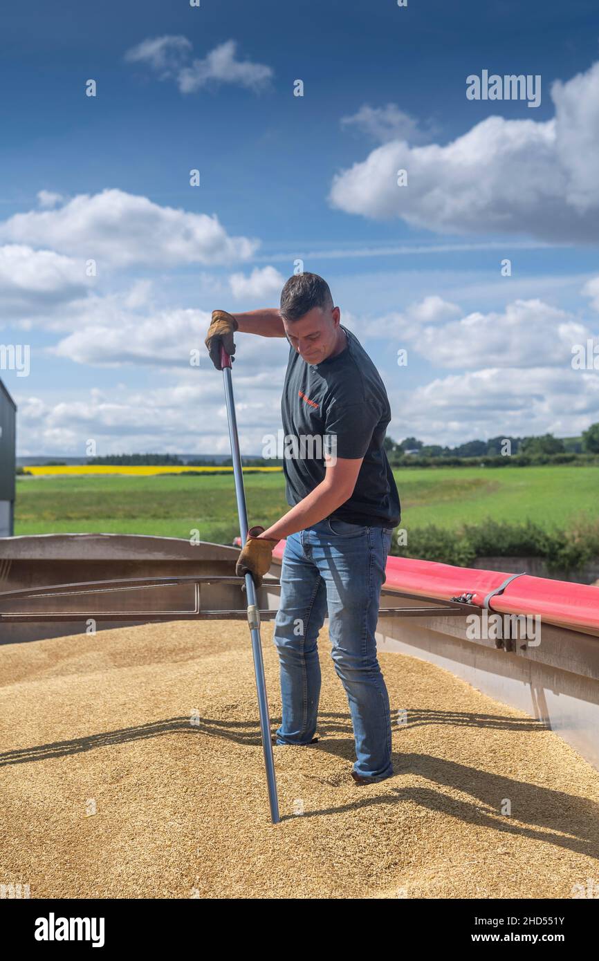 Probing a wagon load of grain to check the moisture content of the load. Stock Photo