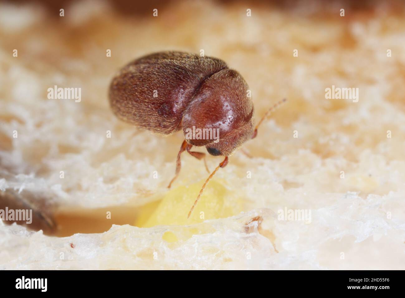 Lasioderma serricorne commonly known as the cigarette beetle, cigar