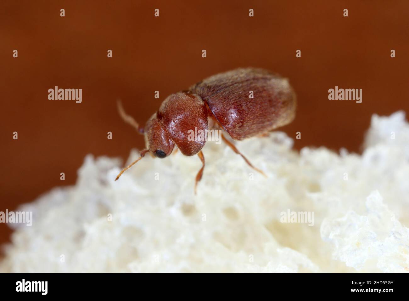 Lasioderma serricorne commonly known as the cigarette beetle, cigar