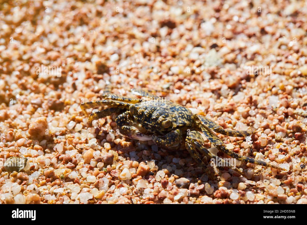 A spotted Sally Lightfoot Crab (shore-crab, grapsidae, crustacean) is crawling on the sand shore of the Red Sea Stock Photo