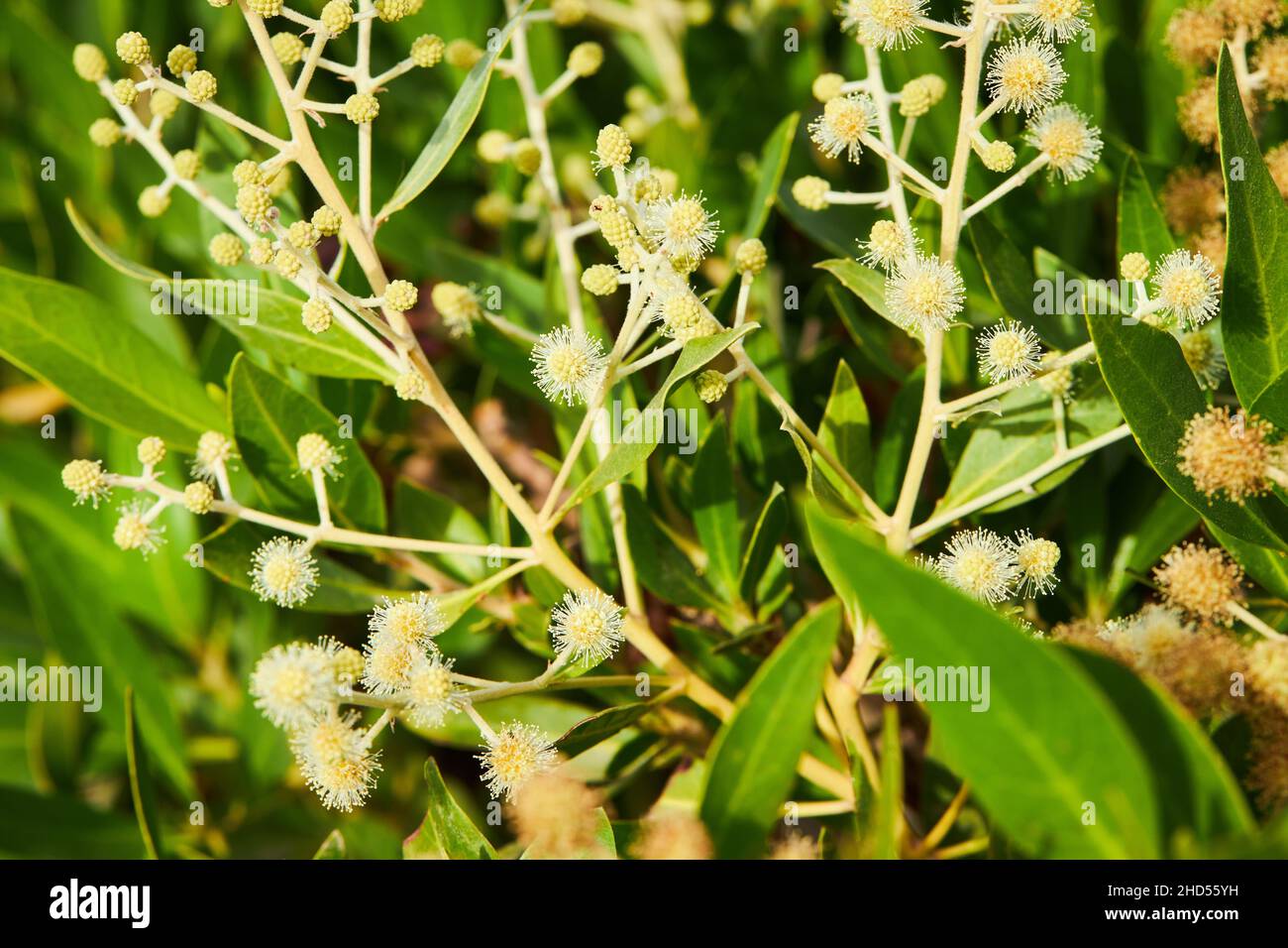 Acacia dealbata o retinodes, Silver Acacia, is a perennial species. Some common names are yellow acacia, mimosa, four-season mimosa, green acacia Stock Photo