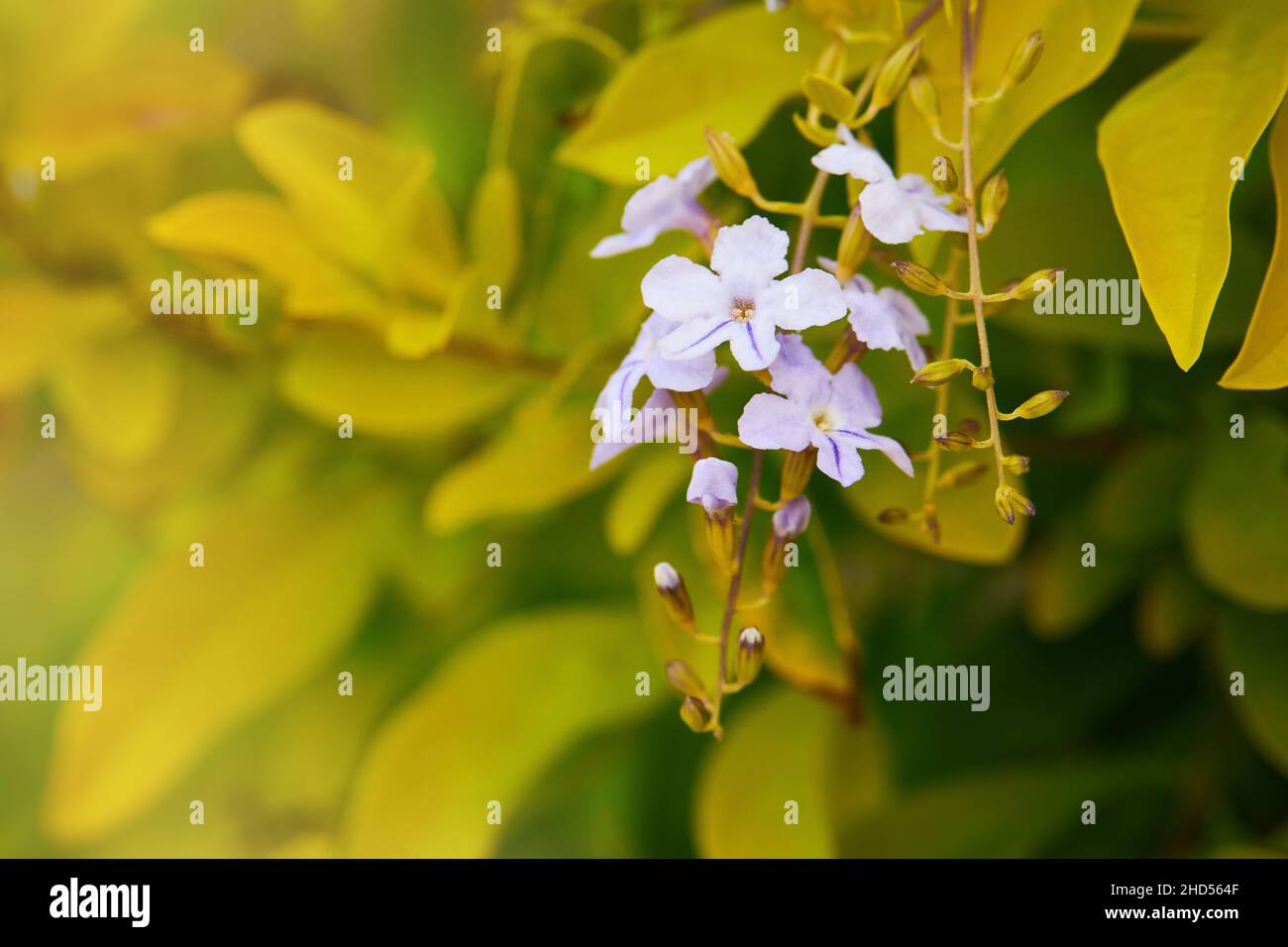 Close up of purple flowers of Duranta repens on blurred yellow leaves background. Pigeon berry Stock Photo