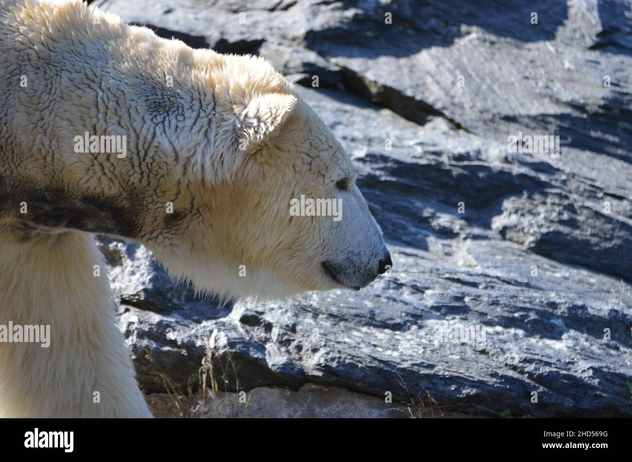 Profile of a Polar Bear, Tierpark, Berlin Stock Photo
