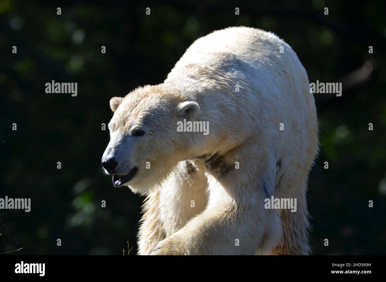 Standing Polar bear in the Tierpark of Berlin Stock Photo