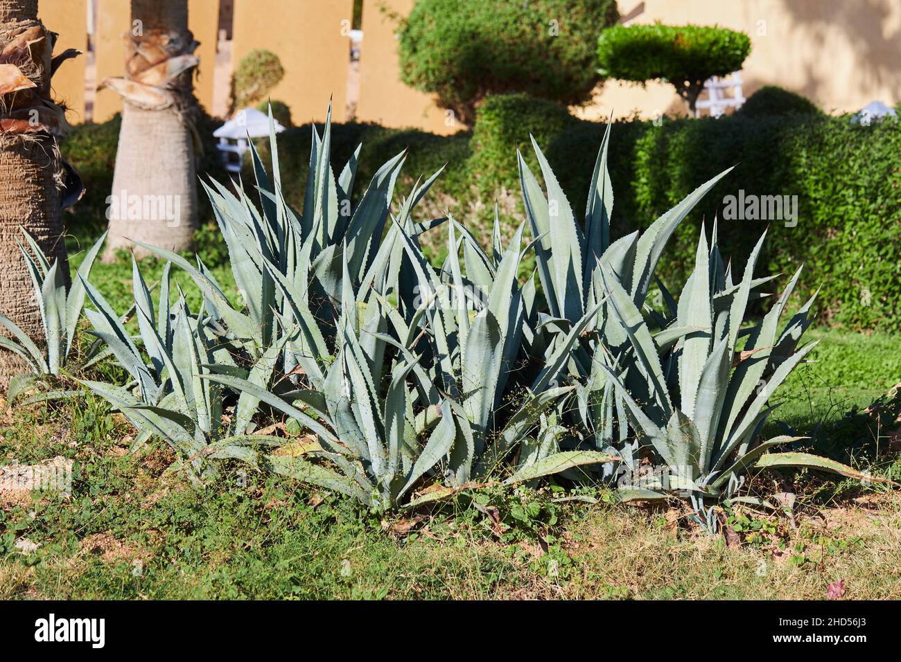 Natural landscape with groving agavas in the garden. Egypt Stock Photo -  Alamy