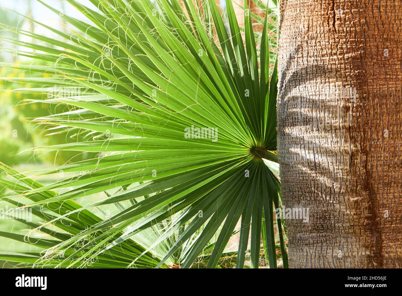 Palm Brahea edulis (Guadalupe palm, palma de Guadalupe) in the botanical garden. Green leaves with shadow Stock Photo