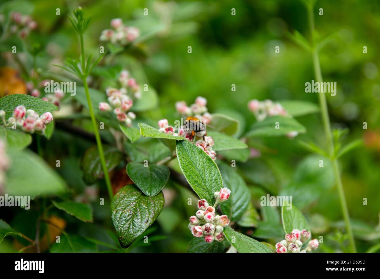 a bumblebee taking nectar from white little flowers and green leaves of Cotoneaster franchetii Bois Stock Photo
