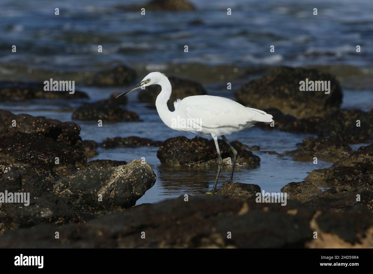 Little egret feeding on the coastal shores on Lanzarote where with the volcanic geology there are plenty of rock pools and fish. Stock Photo