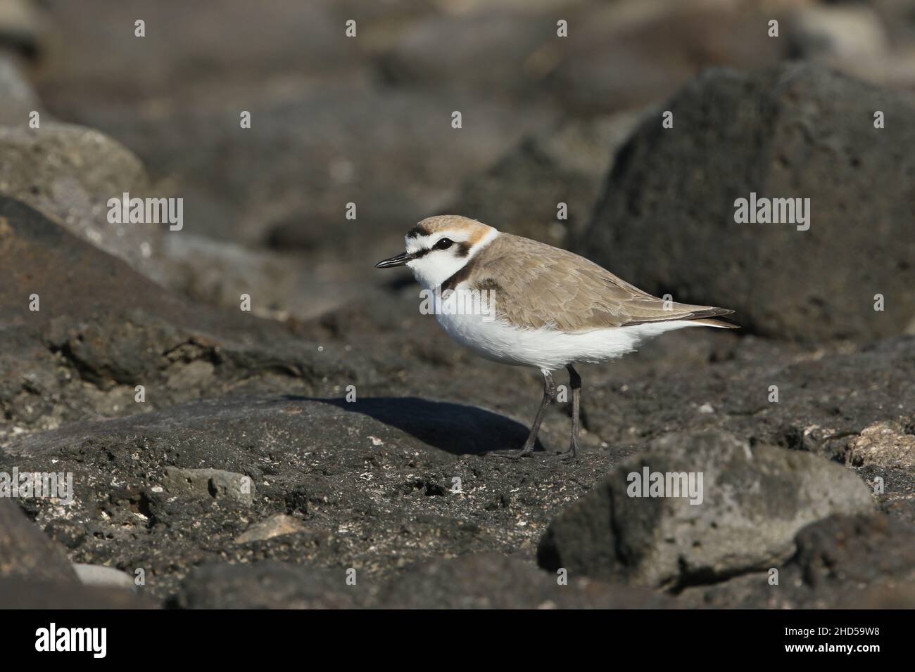Extinct breeder in southern england hi-res stock photography and images ...