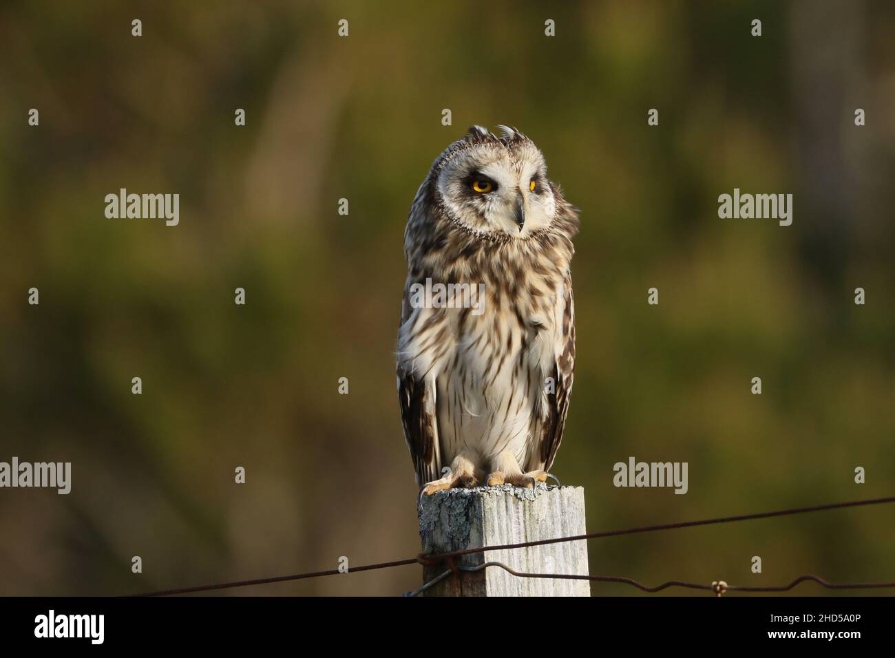 Short eared owl migrate to North Uist to breed, it has recently been discovered females will leave the chicks to migrate further and breed again! Stock Photo