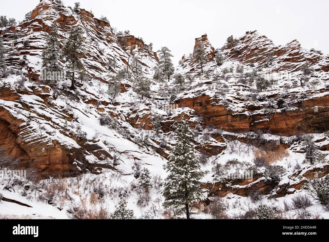Winter snowfall in Zion's National Park, Utah, USA. This spectacular