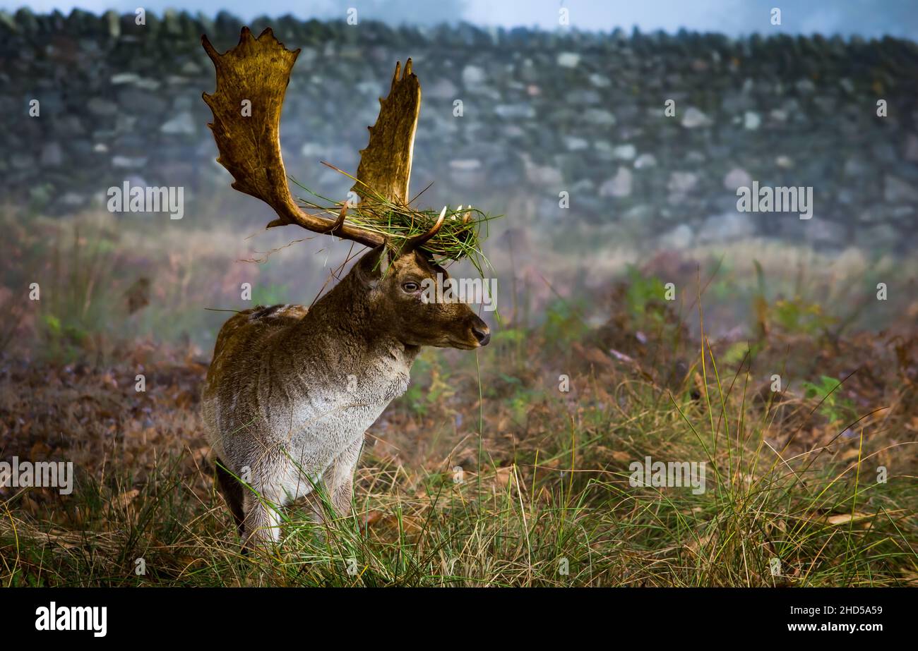 Stag Deer with Grass on head taken at Bradgate park Stock Photo