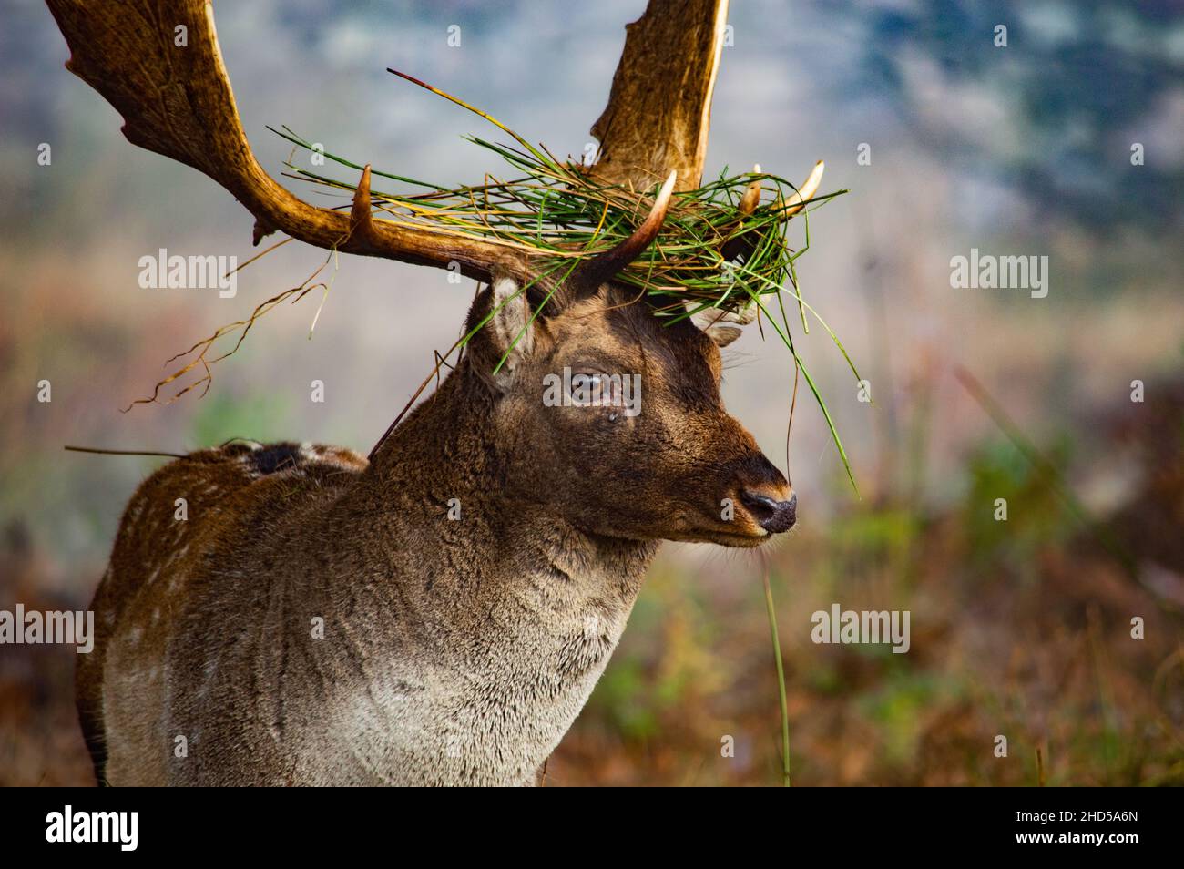 Close up of Stag Deer with Grass on head taken at Bradgate park Stock Photo