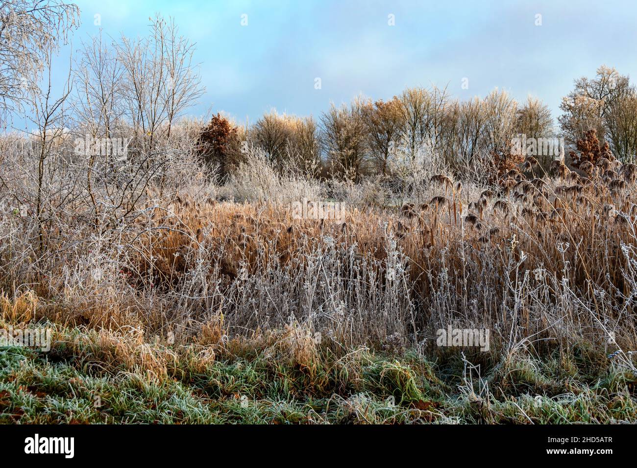 Blauer Himmel unterstreicht in der kalten Jahreszeit die Kälte, die auch durch den Frost der sich weis über das Schilf gelegt hat sichtbar ist Stock Photo