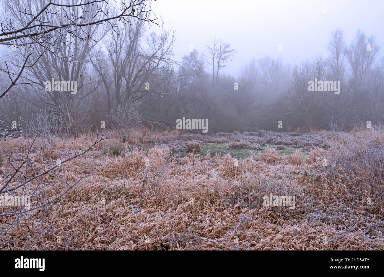 Der erste Frost hat den kleinen grünen Tümpel mit dünnem Eis bedeckt auch die Pflanzen rund herum wirken winterlich, Nebel verstärkt das kalte Gefühl Stock Photo