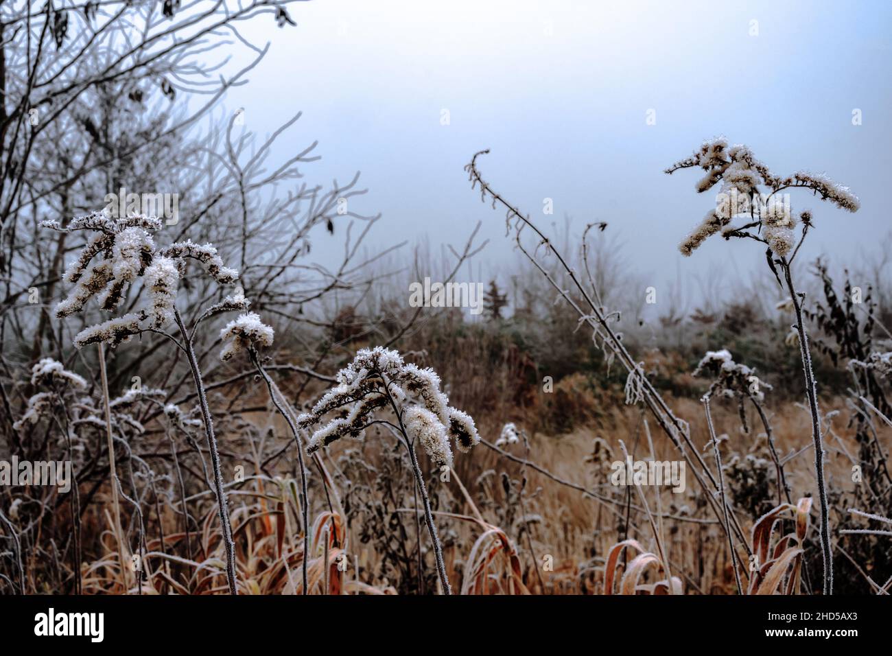 Umschlossen vom Nebel hat der Frost die Herrschaft über die Pflanzen ergriffen Stock Photo