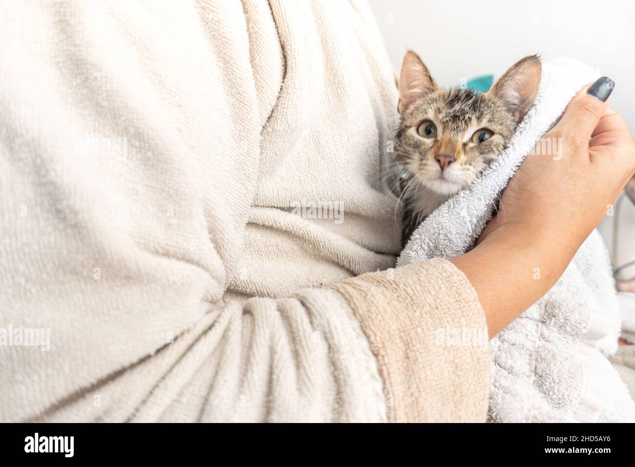 Unrecognizable woman in bathrobe drying with a dressing gown a freshly bathed wet gray cat Stock Photo