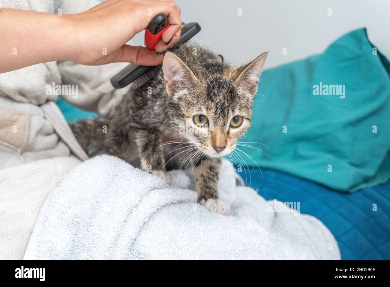 A hand of an unrecognizable person combing a cat Stock Photo