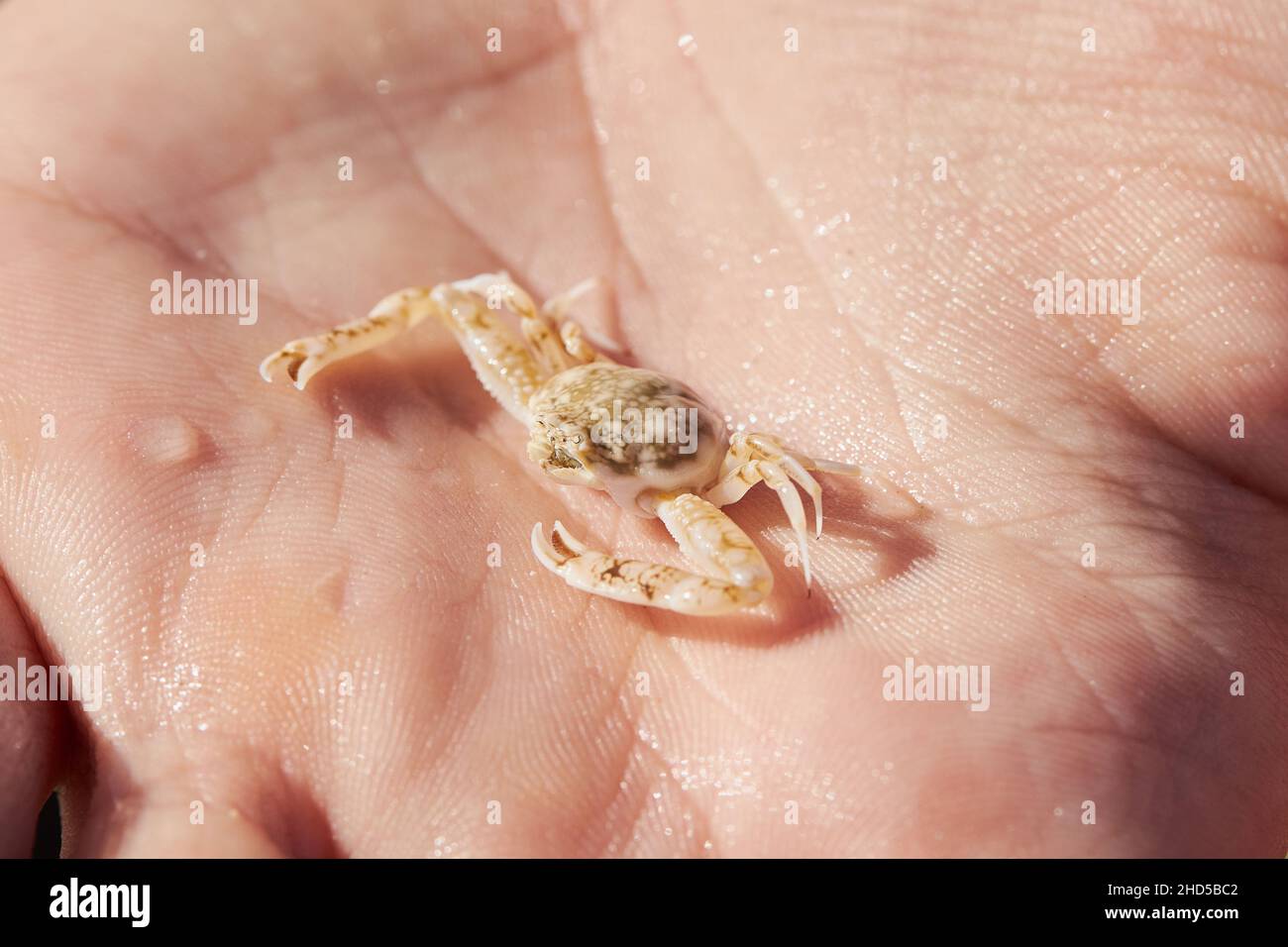 Tiny  opilio crab in the hand close up. Chionoecetes opilio Stock Photo