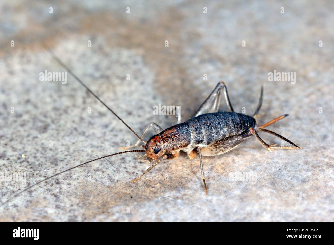 House cricket on a ceramic tile floor. Stock Photo