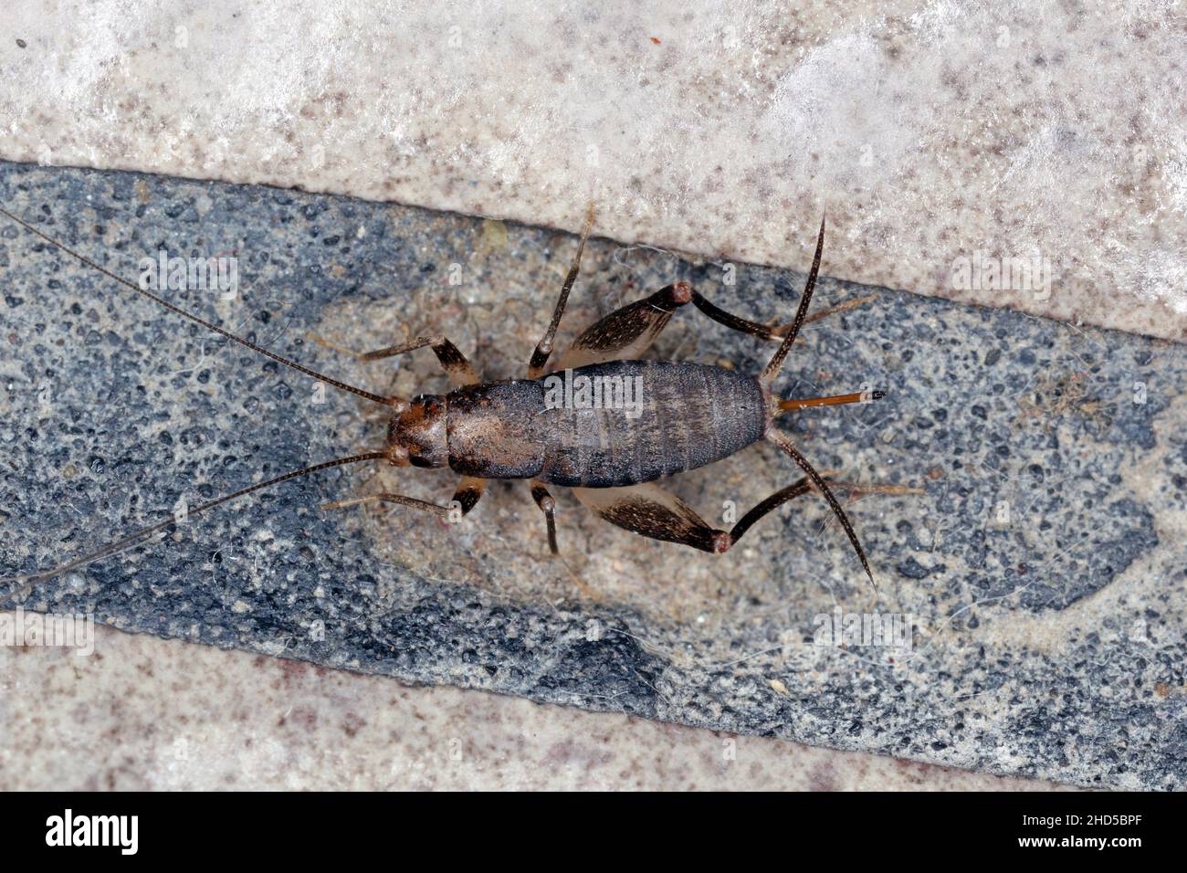 House cricket on a ceramic tile floor. Stock Photo