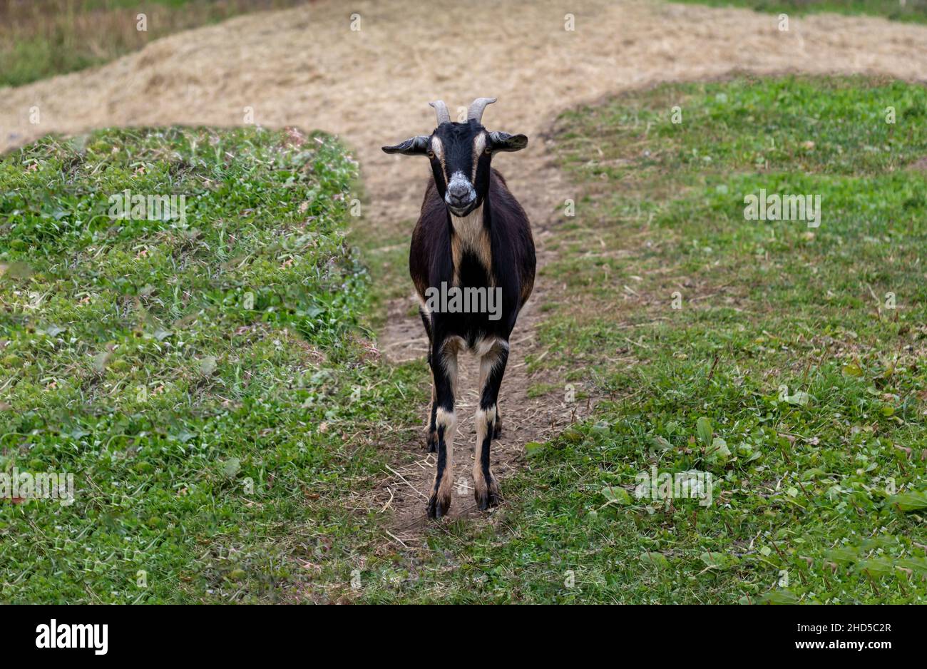 Black and Tan goat closeup standing in grass field Stock Photo