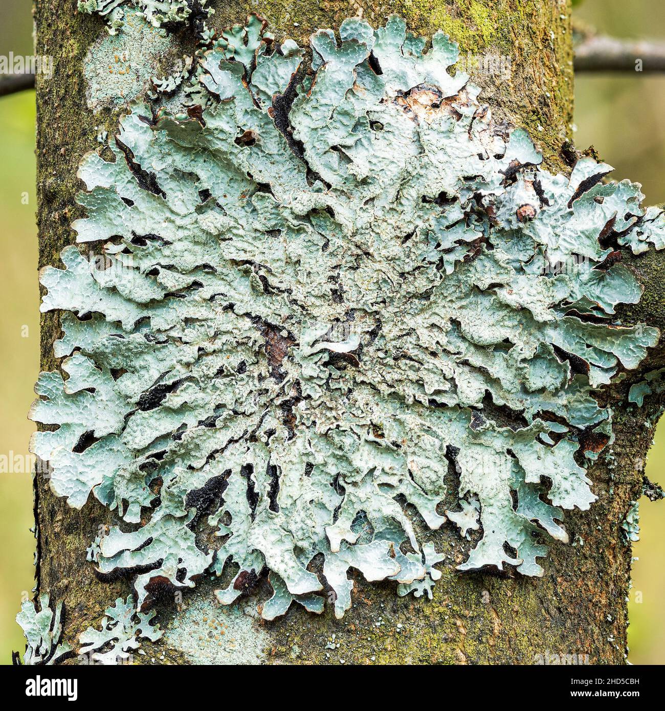 Lichen Parmelia sulcata on tree bark, high definition macro Stock Photo