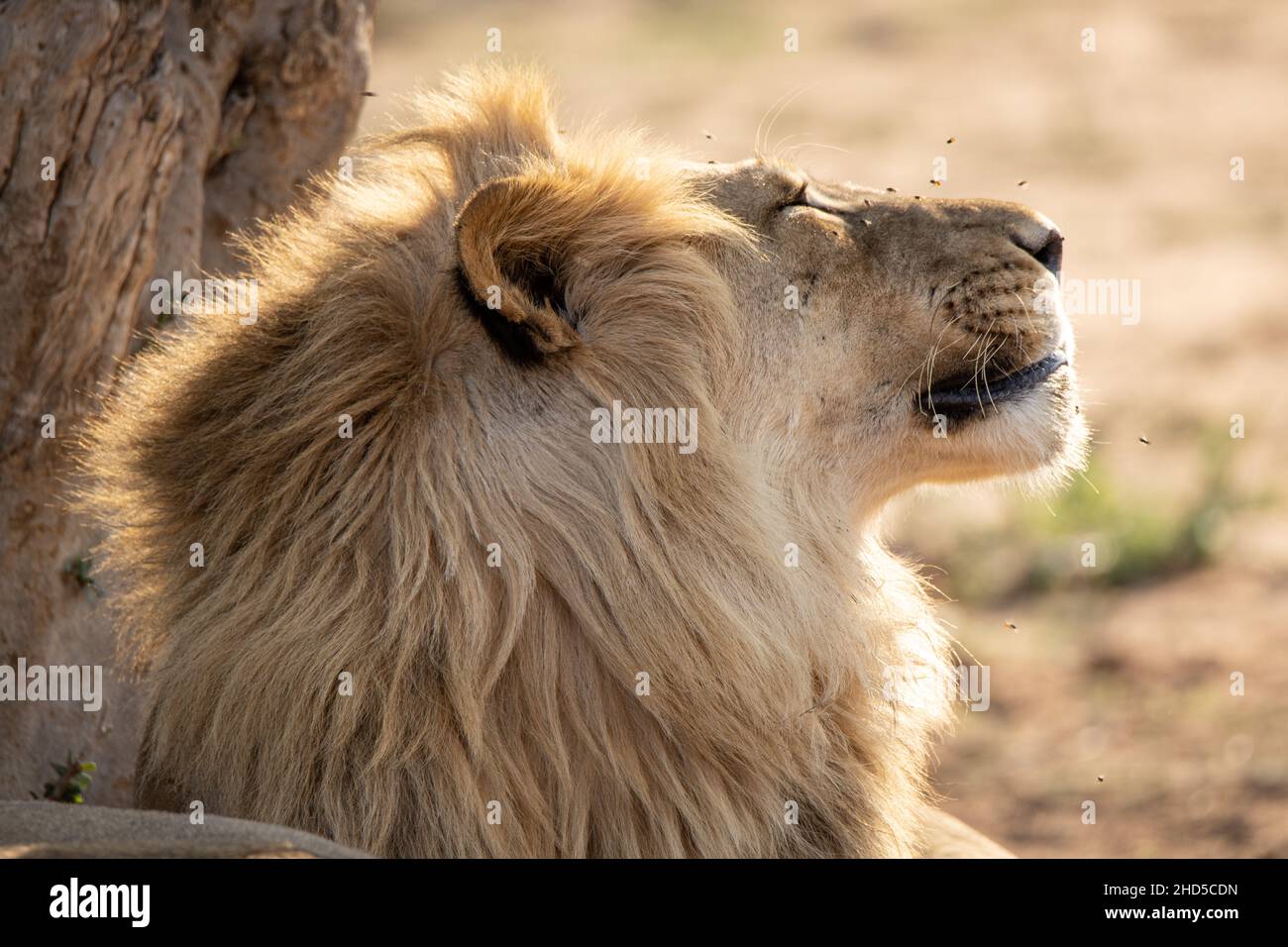 A male lion soaking up the morning sun after feeding on a kill all night. Flies are visible on the lion's face, attracted to the remaining blood on hi Stock Photo
