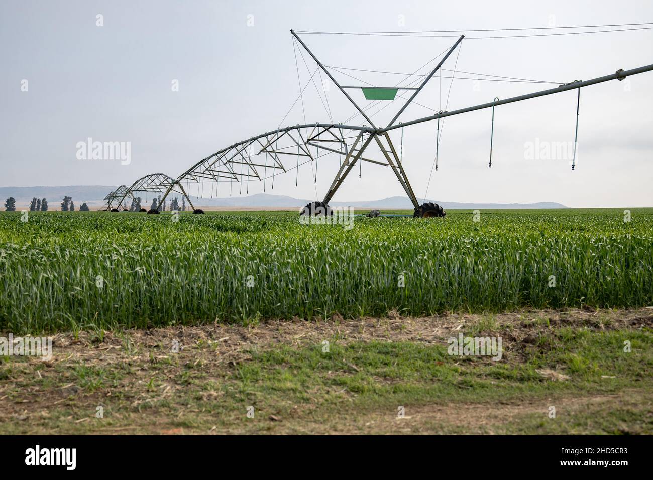 A pivot irrigation system standing in a field of green crops. Taken in