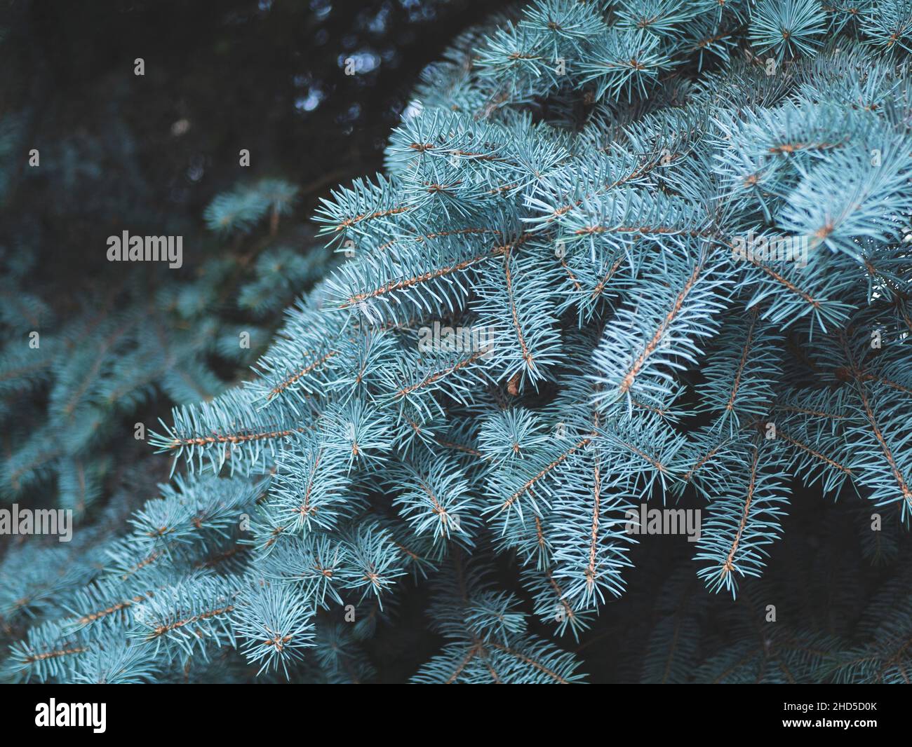 Sharp needle leaves of the blue spruce tree, close up. Silver spruce background. Coniferous tree, selective focus Stock Photo