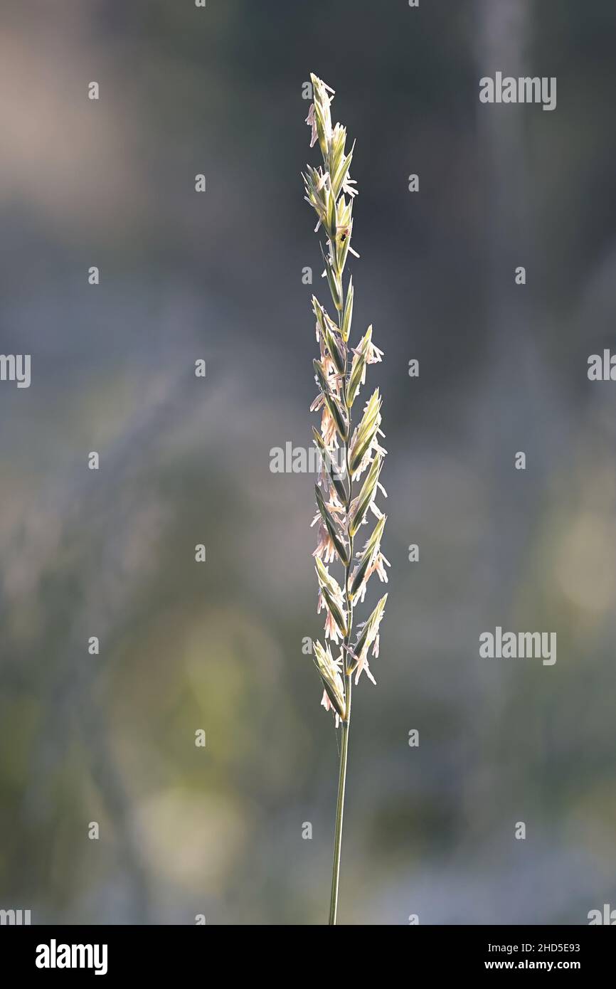 Lolium perenne, commonly known as perennial ryegrass, English ryegrass, winter ryegrass or ray grass, an important pasture and forage plant Stock Photo