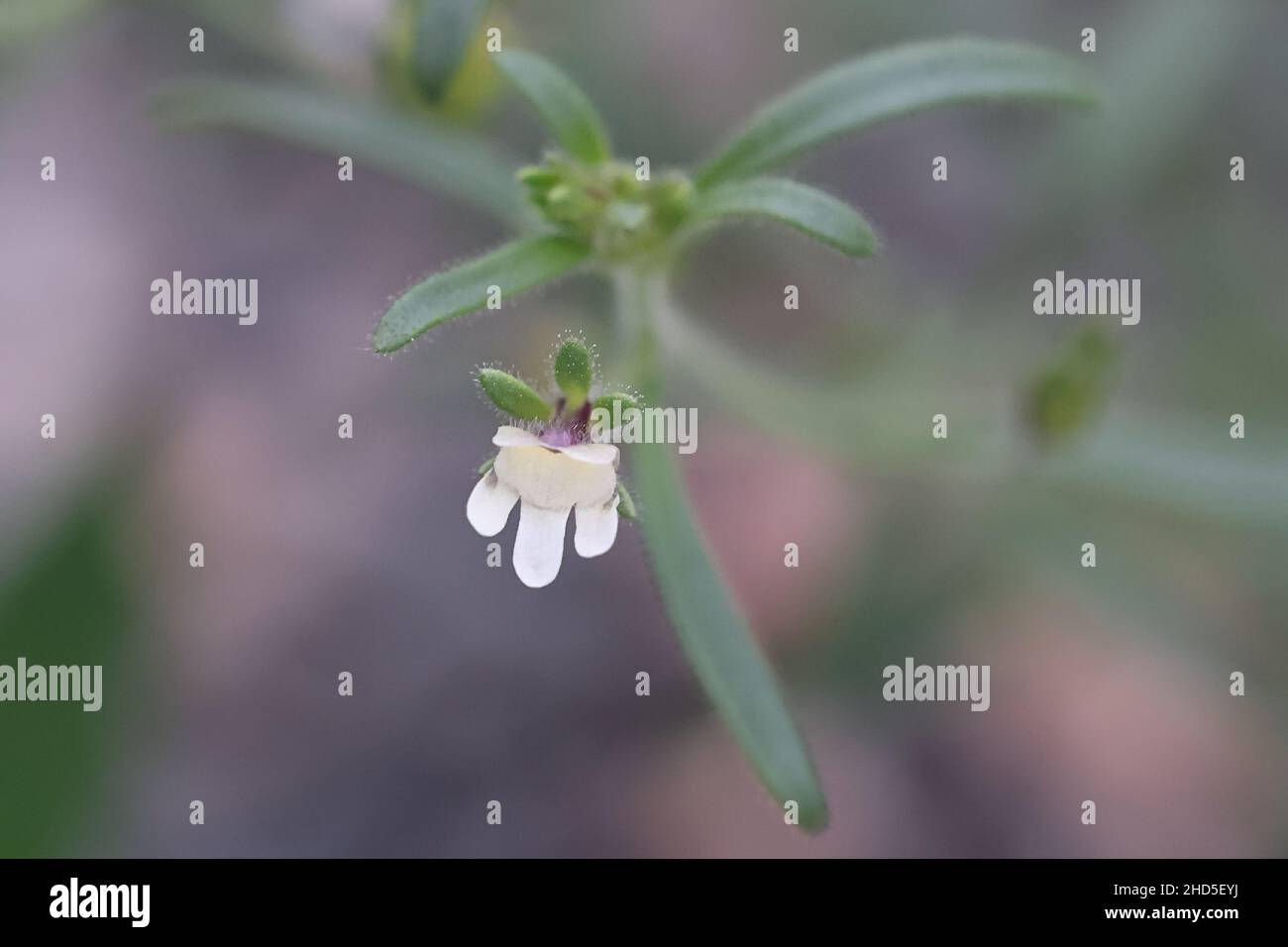 Chaenorhinum minus, commonly known as Small Toadflax or Dwarf snapdragon, wild plant from Finland Stock Photo