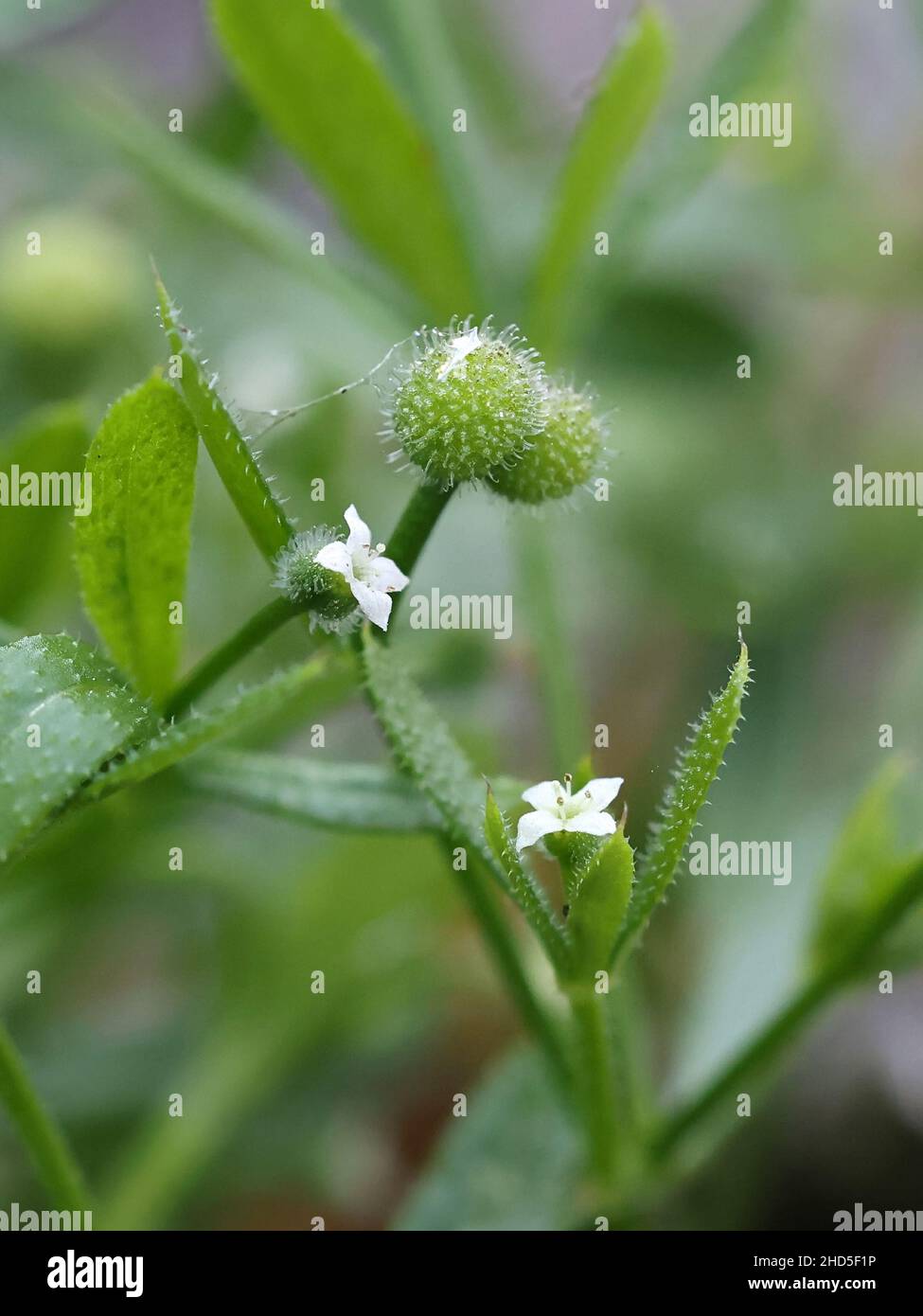 Peltomatara hires stock photography and images Alamy