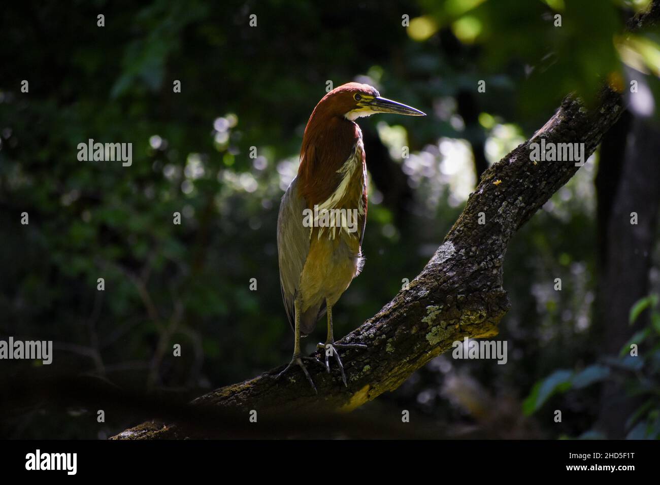 Rufescent tiger heron (Tigrisoma lineatum) at costanera sur public park ...