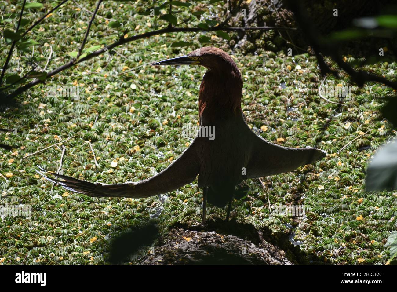 Rufescent tiger heron (Tigrisoma lineatum) at costanera sur public park ...