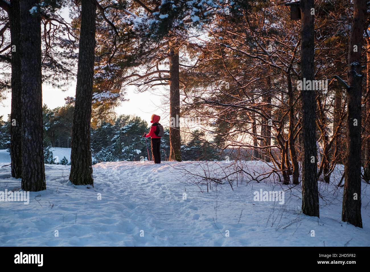 Woman skiing on snowy hill in Estonia during beautiful winter day. Winter holiday tourist destination. Stock Photo