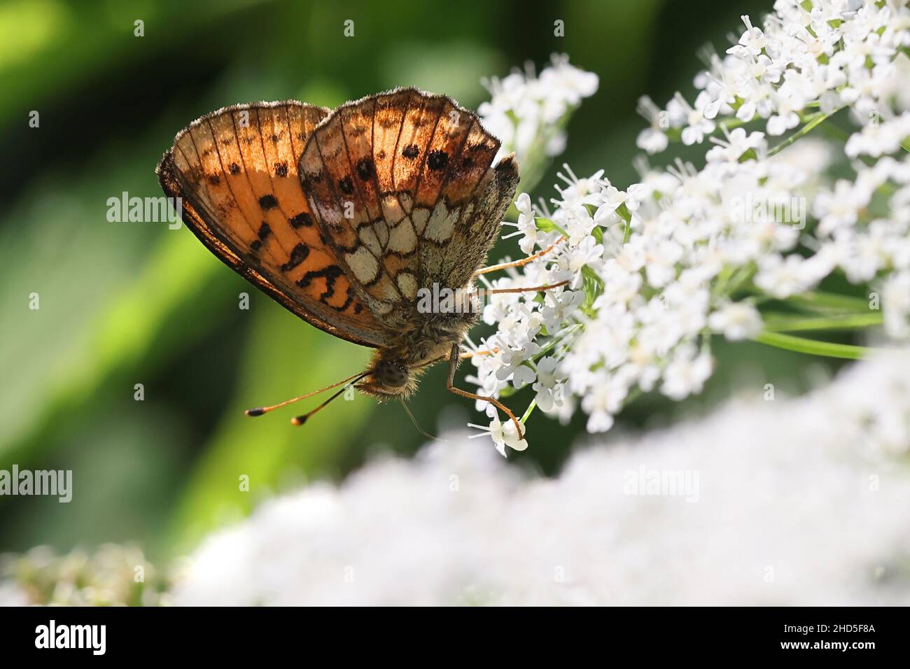 Brenthis ino, known as the lesser marbled fritillary, a butterfly of the family Nymphalidae Stock Photo