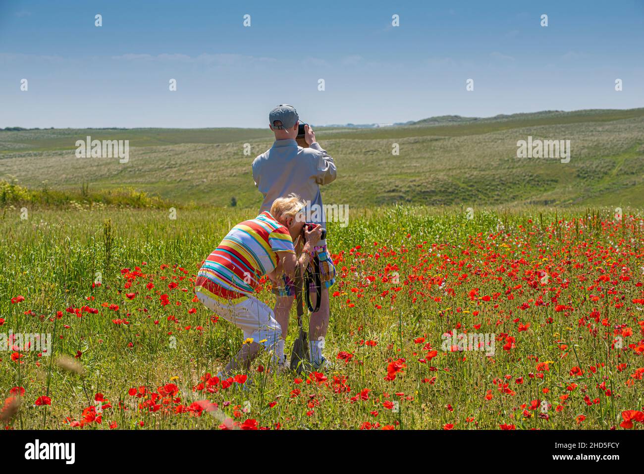 Holidaymakers photographing a field of Common Poppies on West Pentire in Newquay in Cornwall. Stock Photo