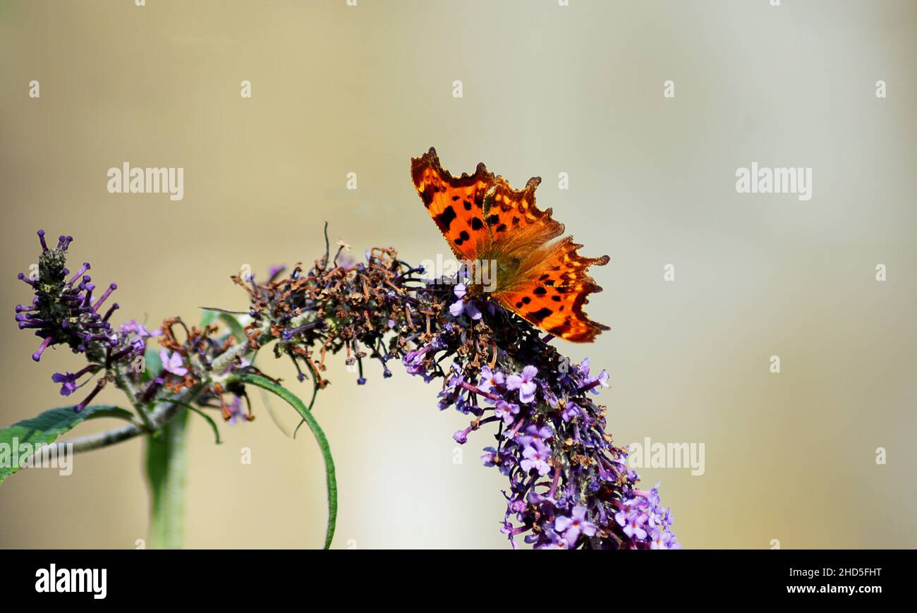 A Comma butterfly (Polygonia c-album) on a buddleia flower in Perthshire, Scotland Stock Photo