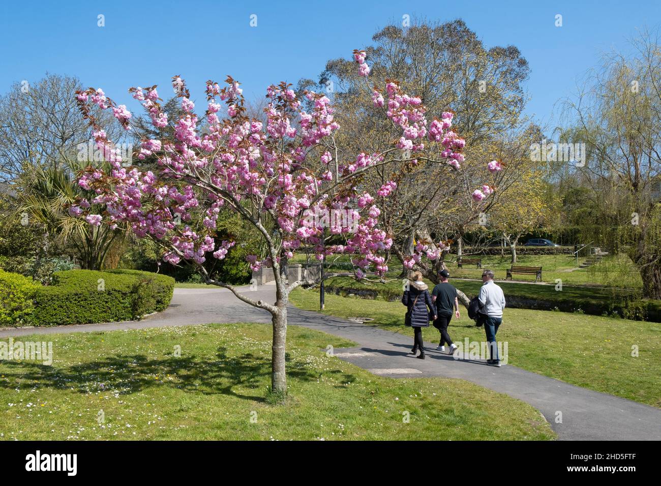 People walking past an ornamental Cherry tree in full blossom. Stock Photo