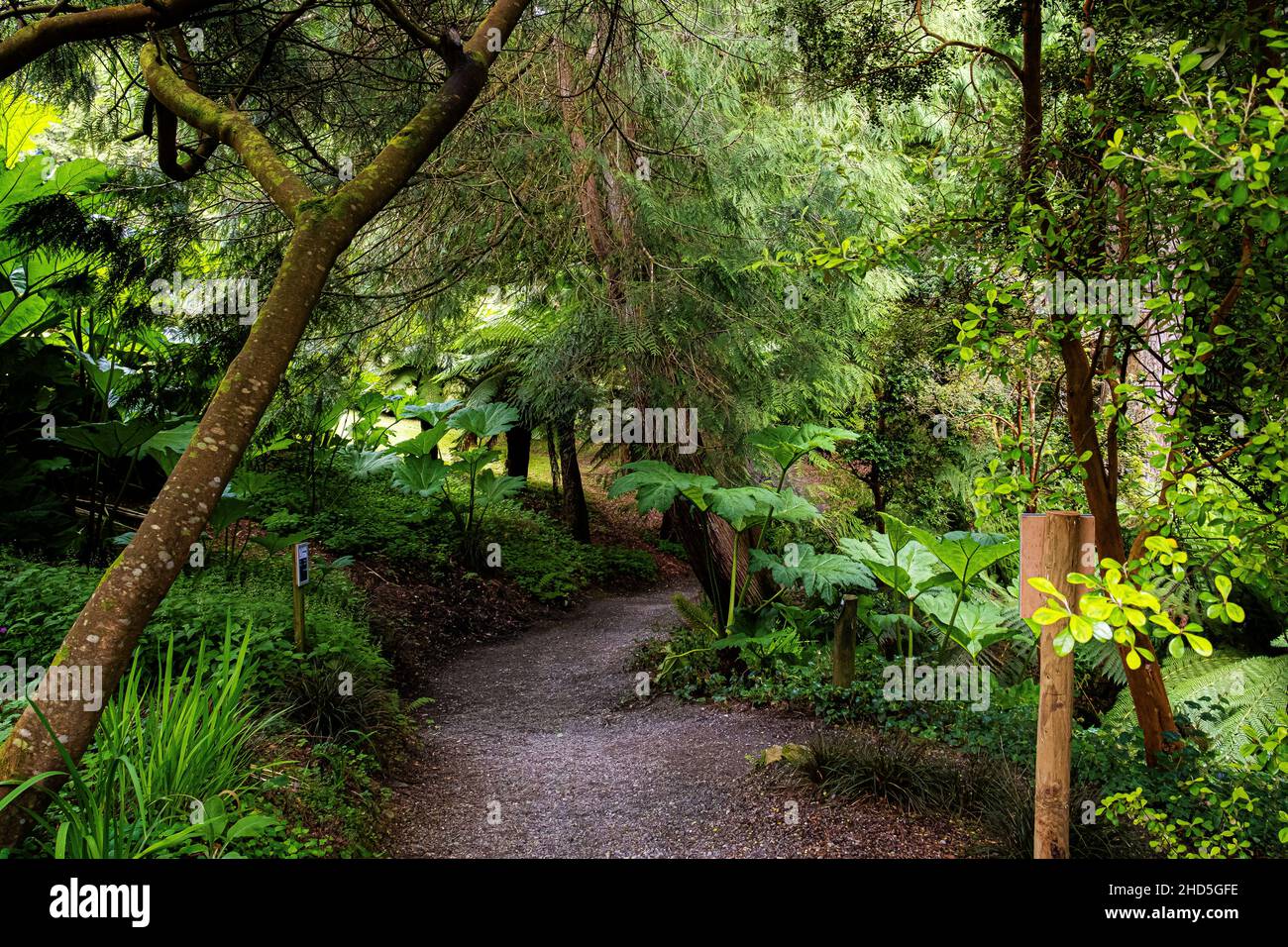 A footpath in the sub-tropical Trebah Gardens in Cornwall. Stock Photo