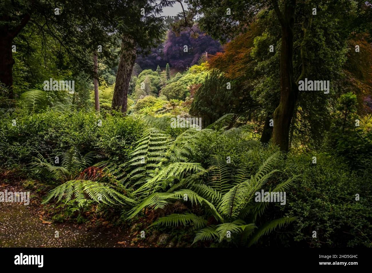 The spectacular view over the lush vegetation in the sub tropical Trebah Gardens in Cornwall. Stock Photo