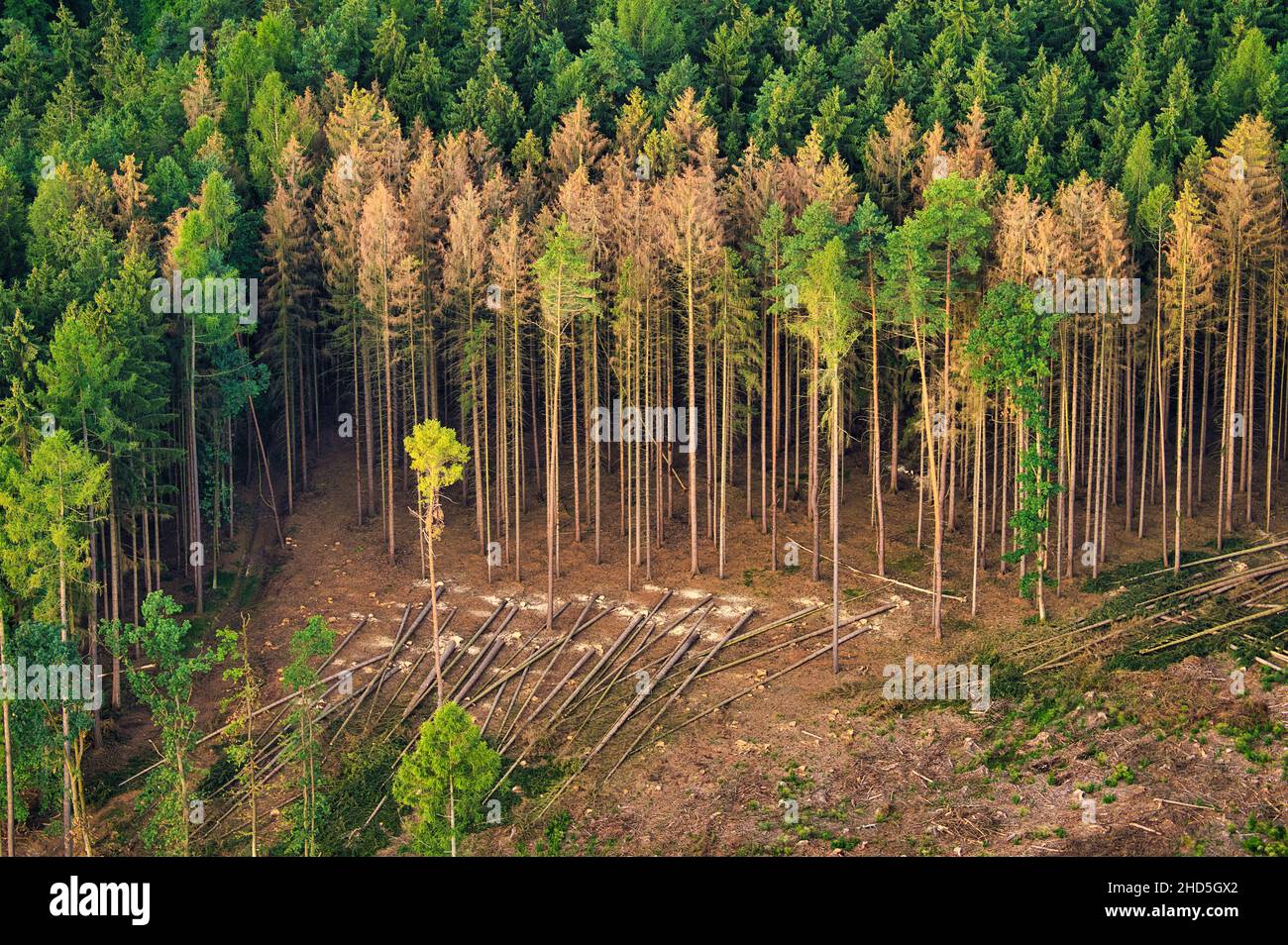 Spruce forest affected by bark beetles Stock Photo