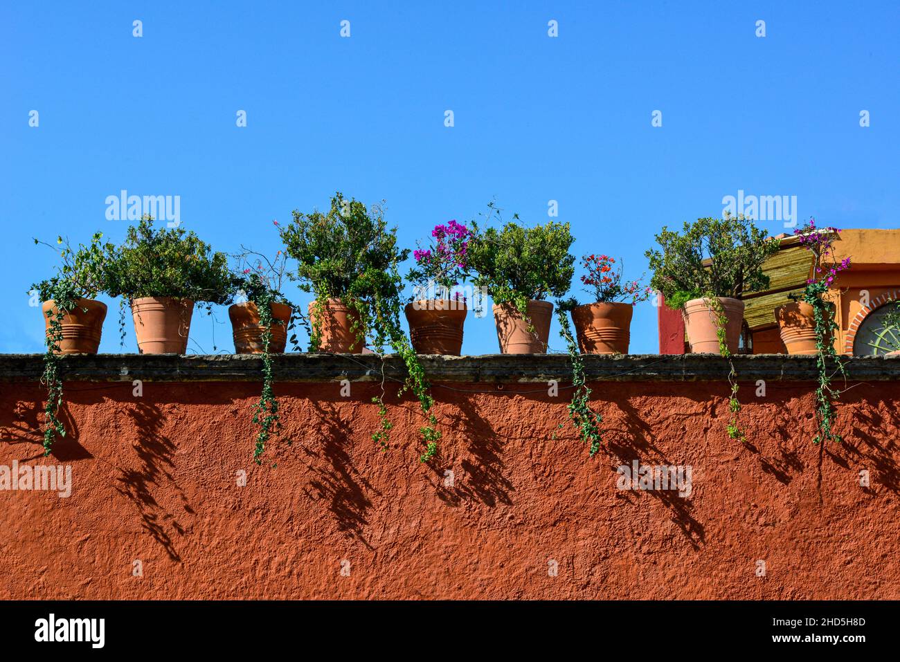 A close-up panoramic format of a rooftop garden with terra cotta pots along the flat roofline with blooming plants  in San Miguel de Allende, Mexico Stock Photo