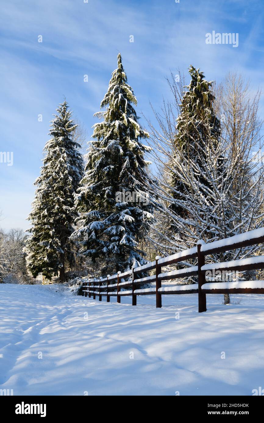 Three western hemlock trees stand behind a three rail fence.  There are high clouds in the blue sky above and tracks in the snow below. Stock Photo