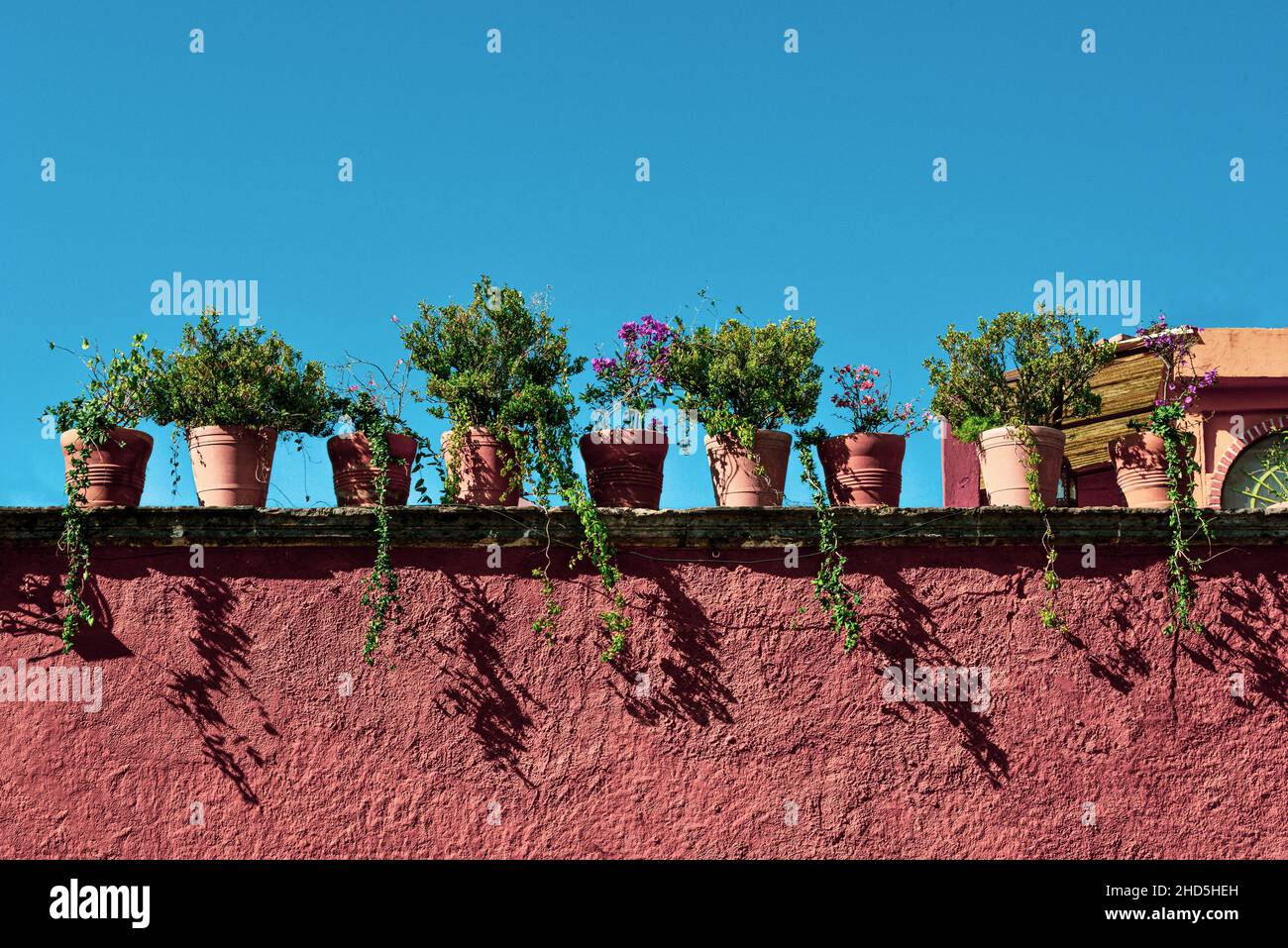 A close-up panoramic format of a rooftop garden with terra cotta pots along the flat roofline with blooming plants  in San Miguel de Allende, Mexico Stock Photo